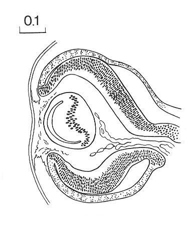 Cross section of eye full size